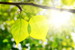 Two green leafes in sunny day Two green leafes in sunny day
