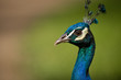 Photo: A proud peacock A proud peacock