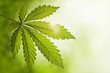 Cannabis leaf