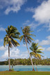 Foto: Tropical palm tree, Huahine, French Polynesia Tropical palm tree, Huahine, French Polynesia