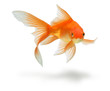 gold fish isolated on white gold fish isolated on white