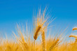 Foto: Weizen Weizen
