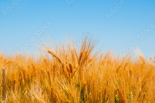 Foto: Weizen Weizen