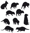 Agoutis and Suricate