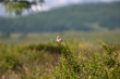 Bird on a branch