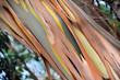 Eucalyptus, Gum Tree, north of Madeira island,  Portugal