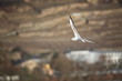 Flugstudie
