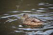 Ente im See