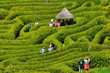 Foto: labyrinth labyrinth