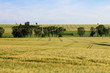 agricultural landscape with fields and trees