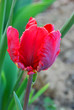 Tulpe