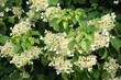 Kletterhortensie
