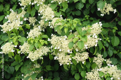 Photo: Kletterhortensie Kletterhortensie
