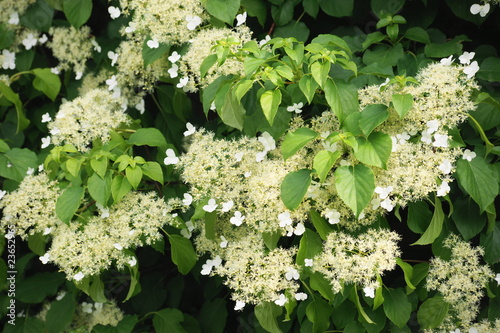 Photo: Kletterhortensie Kletterhortensie