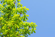 Aesculus & Sky - Kastanienblätter & Himmel