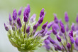 purple flowers of onion