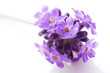 lavender flower on the white background