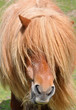 Shetlandpony
