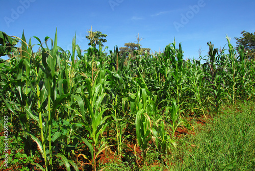 Photo: campo di mais campo di mais