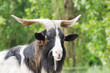 Billy the goat