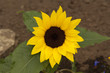 Foto: Sonnenblume Sonnenblume