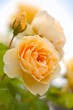 yellow romantic roses in garden