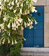 verziertes Tor in Sidi Bou Said
