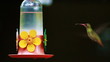 Video: Gilded Hummingbird Feeding Gilded Hummingbird Feeding