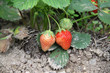 Fraises