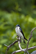 Tree Swallow, Tachycineta bicolor