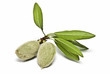 Almendras verdes con sus hojas. Almendras verdes con sus hojas.