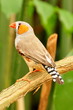 Mr. Finch