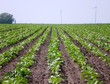 sugar beet