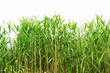 Close-up view of reed along the water's edge . Close-up view of reed along the water's edge .