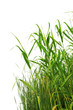 Close-up view of reed along the water's edge .