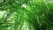 Photo en ligne au meilleur prix top view of forest