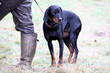 Brandlbracke bei einer Jagdhundeschulung