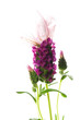 lavender flower on the white background