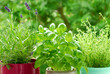 home herb`s garden home herb`s garden