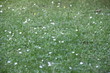 Gänseblümchenwiese