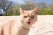 Angry wild Cat