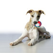Welpe mit Ball Welpe mit Ball