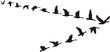 Geese fly in V-shaped Geese fly in V-shaped