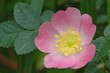 Hagebutte - Heckenrose Hagebutte - Heckenrose