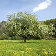 Apfelbaumbluete Apfelbaumbluete