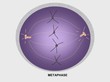 Cell division, metaphase