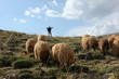 shepherd