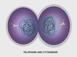 Cell division, telophase and cytokinesis