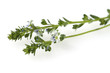 Augentrost; Euphrasia rostkoviana