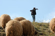 shepherd